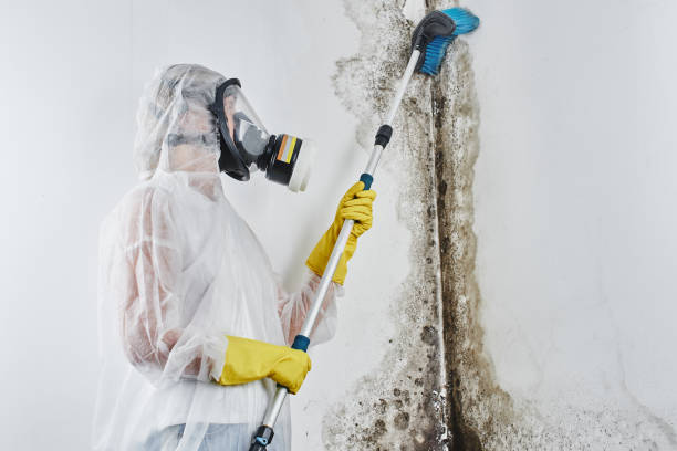 Chester, SC Mold Remediation Company