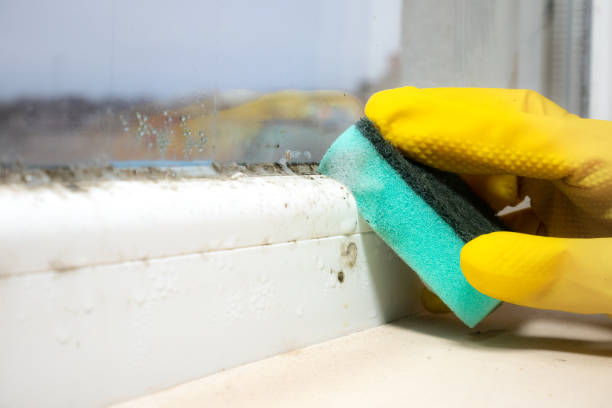 Best Industrial Mold Remediation in Chester, SC