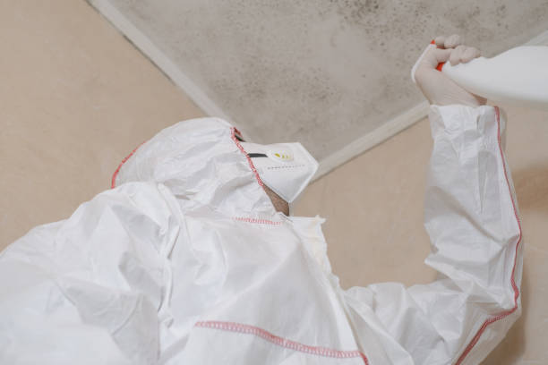 Best White Mold Remediation in Chester, SC