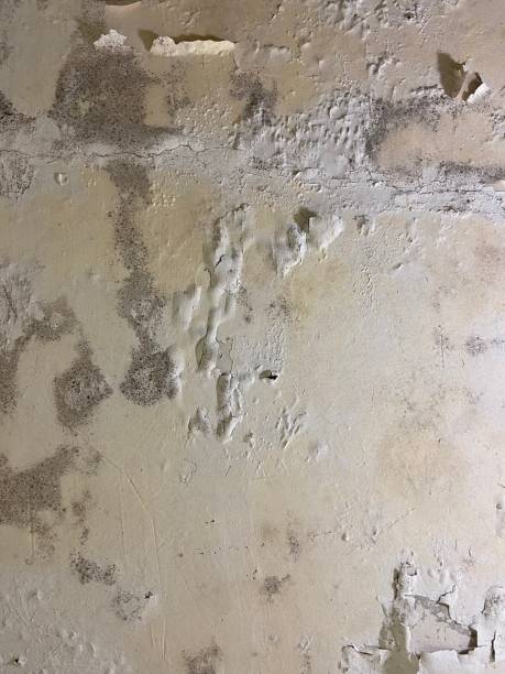 Professional Mold Remediation in Chester, SC